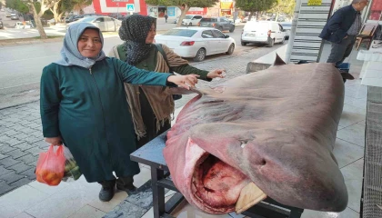 Dev köpek balığına dokunma yarışı