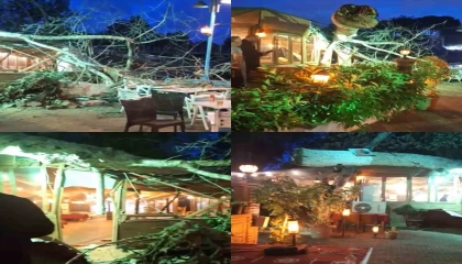 Devasa ağaç yıkıldı, 2 kişi hafif yaralandı