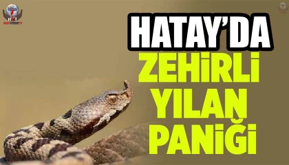 Eve giren yılanı itfaiye yakaladı