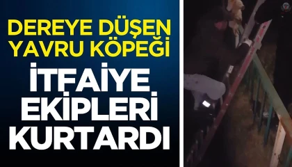 Fosseptik çukurundan gelen köpek sesi itfaiye ekiplerini harekete geçirdi