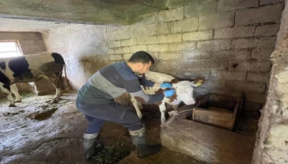 Gazipaşada gıda ve hayvan sağlığı denetimi