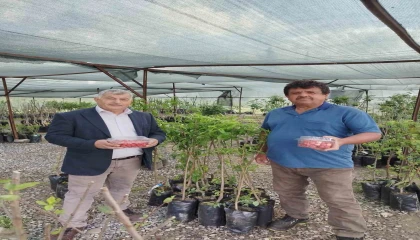 Gazipaşada sezonun ilk kiraz hasadı yapıldı