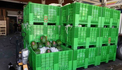 Halden 700 kilo karpuz çalındı: O anlar kamerada