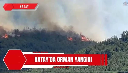Hatayda orman yangını