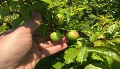 İklim şartları açıkta erik hasadını geciktirdi