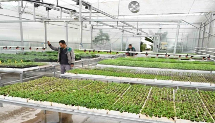 Isparta Belediyesi, mevsimlik çiçekleri kendi seralarında yetiştiriyor