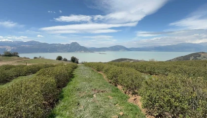 Ispartada zirai donun bilançosu ağır oldu