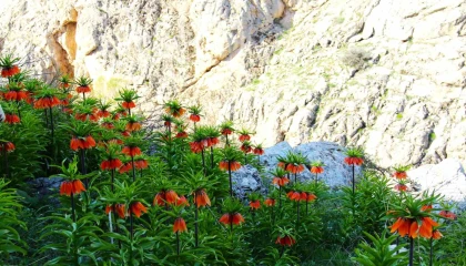 Kahramanmaraşta ters laleler kartpostallık görüntüler oluşturdu