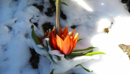 Kar altında kalan ters laleler görsel şölen sundu