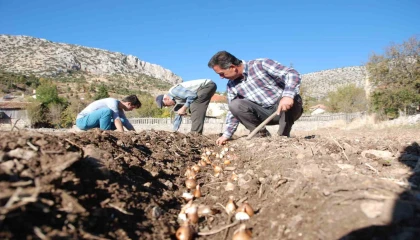 Kardelen soğanlarının doğadan sökümü yasaklandı