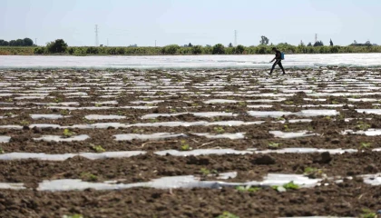 Karpuz üretiminin lideri Adanada çiftçiler 10 lira fiyat bekliyor