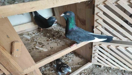 Kayıp iki güvercini bulana 20 bin lira ödül