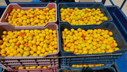 Kayısıda ilk hasat yapıldı: 500 TLden alıcı buldu