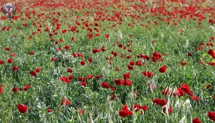 Kırmızı ile yeşilin birleştiği bakla tarlasında gelincikler görenleri mest ediyor