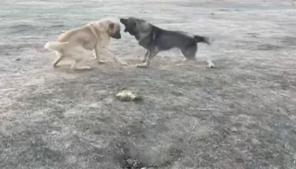 Köpekler acımasızca dövüştürüldü
