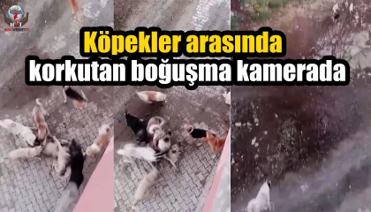 Köpekler arasında yaşanan korkutan boğuşma kamerada