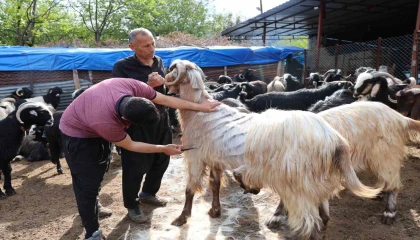 Küçükbaş hayvanların kırkım mesaisi başladı