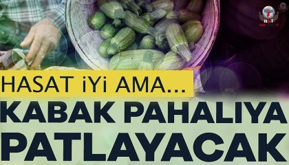 Kuraklık nedeniyle hasadına geç başlanan kabak tarladan 50 TLden alıcı buluyor