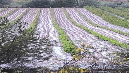 Mersinde dolu tarım ürünlerine zarar verdi