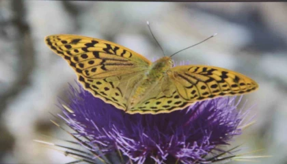 Mersinde Mutlu Kelebekler Festivali