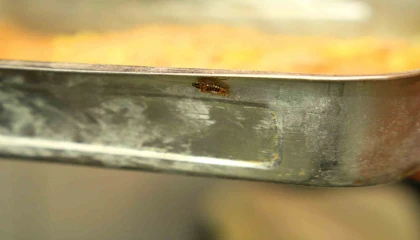 Mide bulandıran görüntüye 105 bin TL ceza