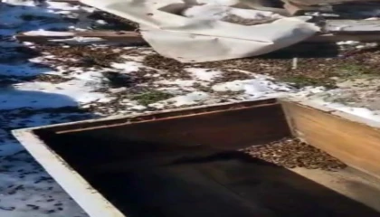 Osmaniyede aç kalan ayılar, arı kovanlarına saldırdı