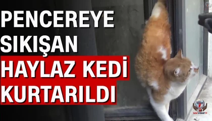 Pencere korkuluklarında mahsur kalan kediyi itfaiye kurtardı