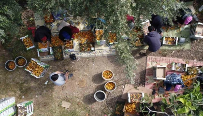 Sarı altın yenidünyada hasat başladı