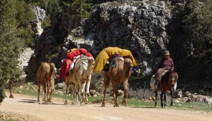 Sarıkeçili Yörükleri yaylalara göç yolculuğuna başladı