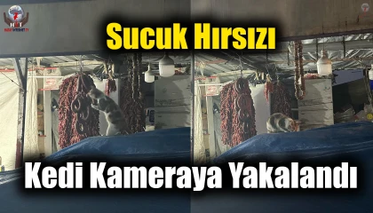 Şarküteri tezgahında sucuğun tadını çıkaran kedi kameraya yakalandı