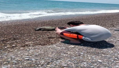 Serikte ölü caretta caretta sahile vurdu