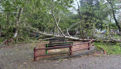 Şiddetli yağmur ve fırtına tarihi çınar ağacını gövdesinden kırdı