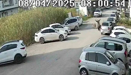 Sokak köpeklerinin saldırdığı yaşlı kadın yaralandı