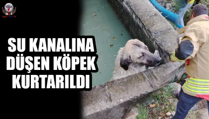 Sulama kanalına düşen köpeği itfaiye kurtardı