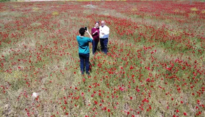 Tabloyu andıran görüntü: Özenle yetiştirilmiş gibi gelincik bahçesi
