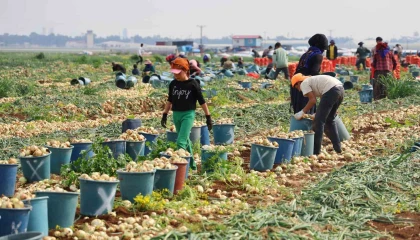 Tarlada soğan fiyatı 7-8 liraya kadar düştü