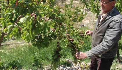 Türkiyenin sofralık kayısı üretim merkezi, zirai donu yüzde 30 hasarla atlattı