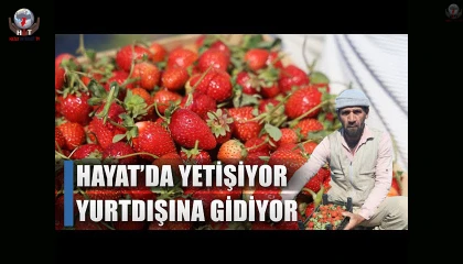 Ünü ülke sınırlarını aşan Yayladağı çileğinde bereketli hasat