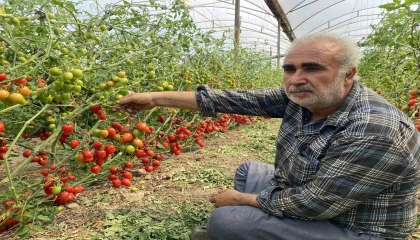Üreticiden fiyat farkına tepki: Domates bizden 15 TLye alınıyor marketlerde 70 TLye satılıyor. Aradaki farkı kim yiyor