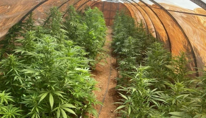 Uyuşturucu üretimi için sera kurmuş: Şüpheli yakalandı