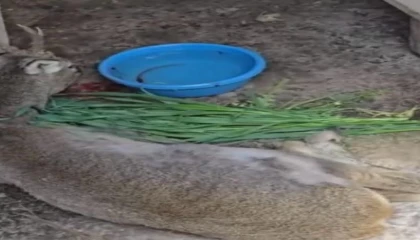 Vatandaşların bulduğu yaralı ceylan tedavi altına alındı