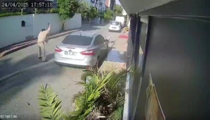 Yaşlı adam kendisine saldıran köpeği vurdu