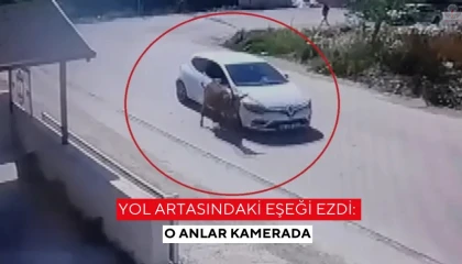 Yol artasındaki eşeği ezdi