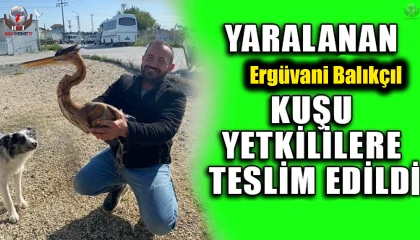 Yol kenarında bulduğu yaralı ergüvani balıkçıl kuşunu yetkililere teslim etti