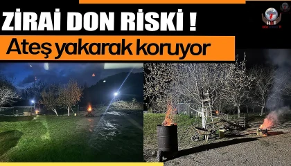 Zirai dondan ateş yakarak kurtardığı çileğin hasadına başladı
