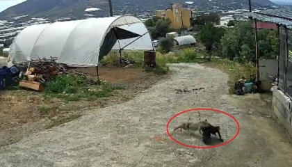 Ziyafete hazırlanan tilkiye ‘köpek şoku
