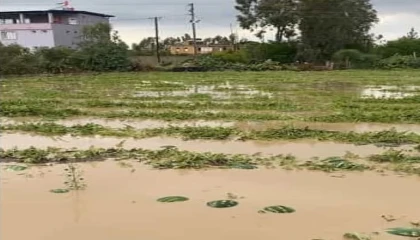 Adana ilçelerinde tarım arazileri sular altında kaldı