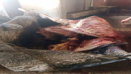 Adanada 2,5 ton at eti ele geçirildi