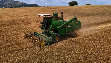 Adanada buğday hasadı başladı