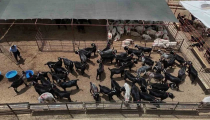 Adanada kurbanlıklar görücüye çıktı: Kilo fiyatı 280 ile 310 TL arasında